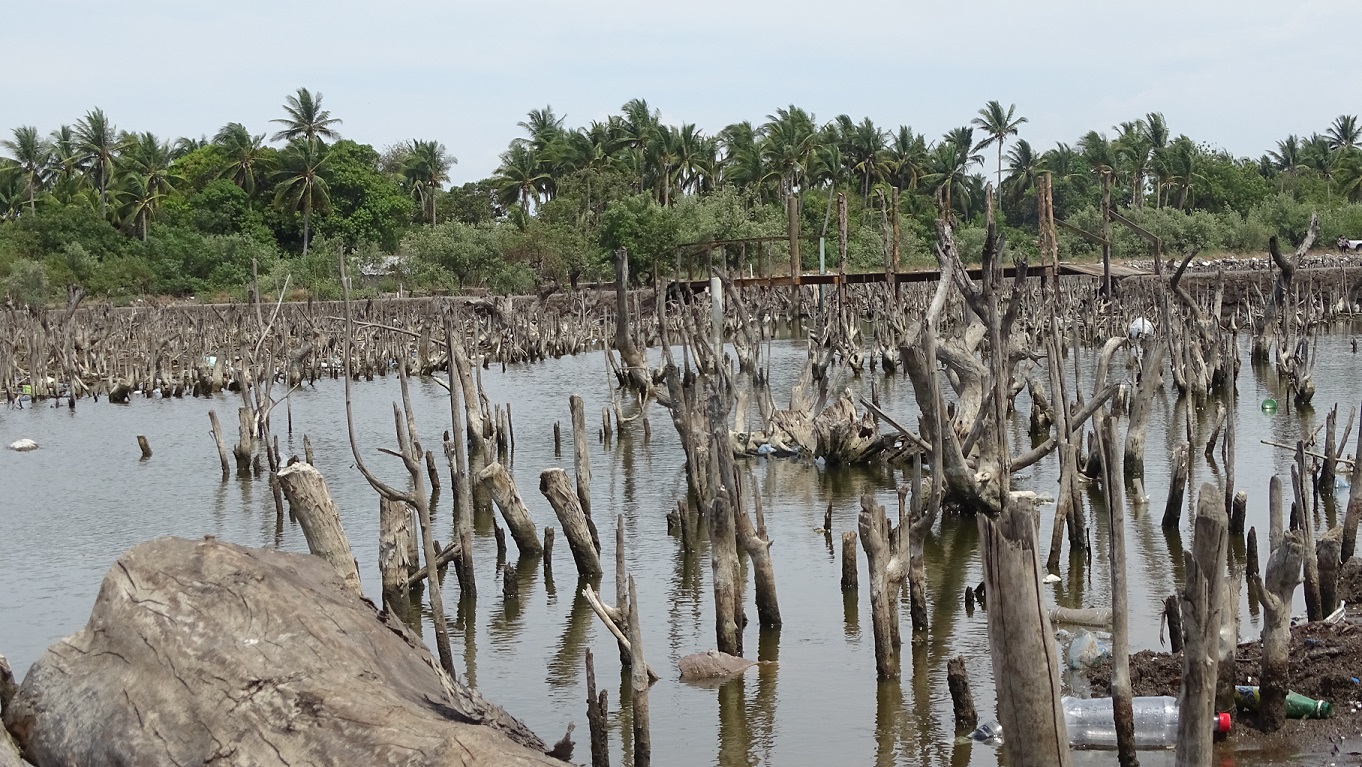 Los manglares, un bosque de protección natural frente a fenómenos de la naturaleza, en proceso de extinción. Foto: Kency Gissel Grandez Durón.