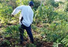 Políticas agrarias en tiempos de pandemia y su impacto en los derechos humanos