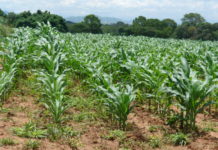 A qué le apuestan las mujeres campesinas en el Gobierno de Castro